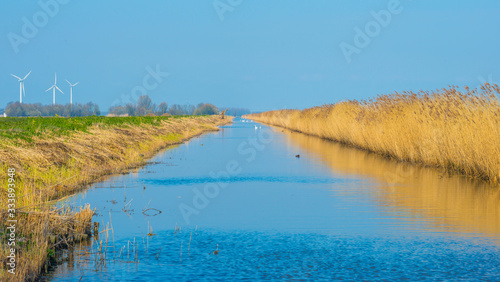 Canal with reed in wetland below a blue sky in sunlight in spring