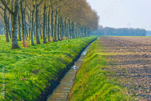 Swan swimming along trees in a ditch in an agricultural field in sunlight in spring photo