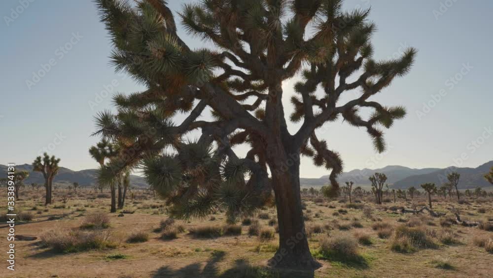 Sun breaks through the branches of Joshua tree in Joshua tree national park. Steadicam shot