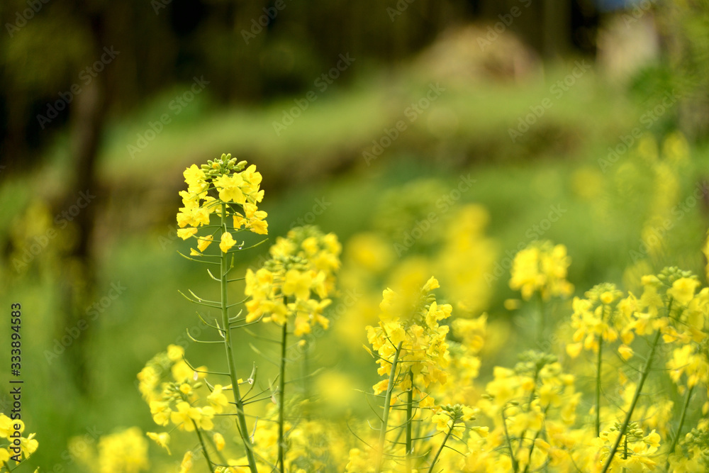 Obraz premium 菜の花