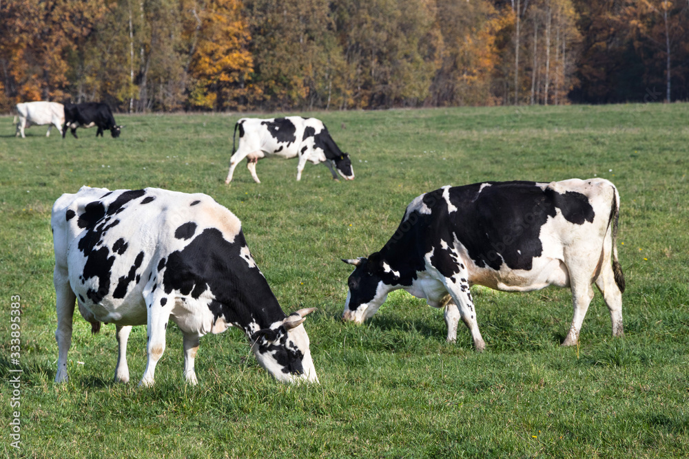 Cows in a field. Cows graze in the meadow.