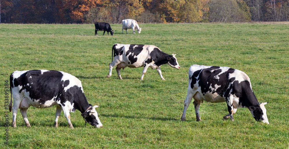 Cows graze in the meadow.