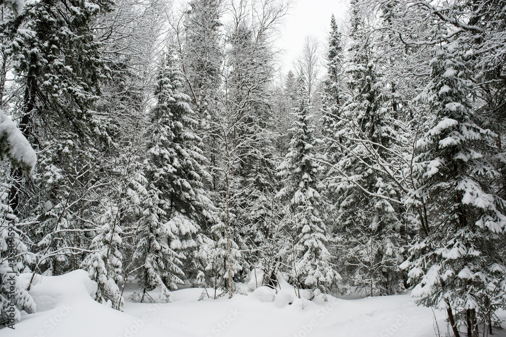 Naklejka premium snow-covered, coniferous, white forest, after a night of snowfall and tourists walking with huge backpacks along the path winding among the firs