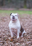 A white and brown English Bulldog dog, sit in the forrest, portrait with funny expression in face, selective focus, focus on eyes