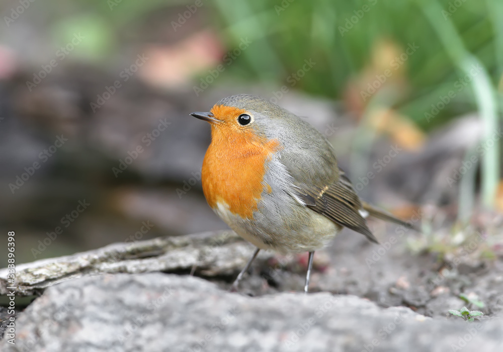 Extra close up portrait of an European robin (Erithacus rubecula) stands on a ground on nice blurred background Extra close up portrait of an European robin (Erithacus rubecula) stands on a ground on nice blurred background