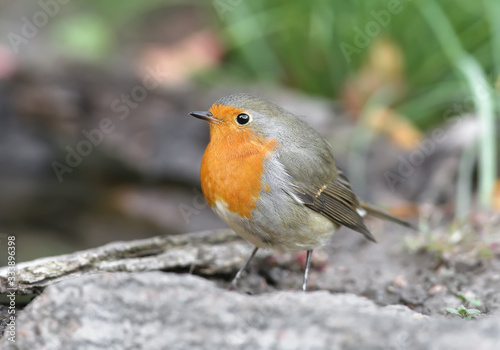 Extra close up portrait of an European robin (Erithacus rubecula) stands on a ground on nice blurred background © VOLODYMYR KUCHERENKO
