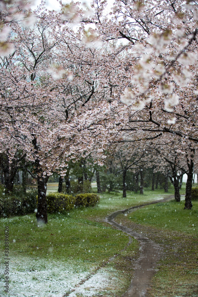 雪の舞う桜並木