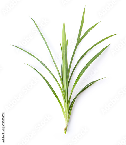 Fresh green pandan leaves on white background top view