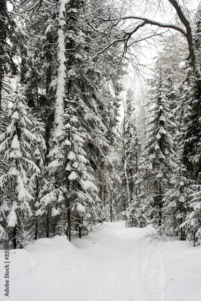 Naklejka premium snow-covered, coniferous, white forest, after a night of snowfall and tourists walking with huge backpacks along the path winding among the firs