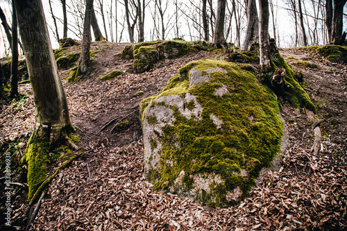 dense green carpet texture of moss growing on stones and rocks