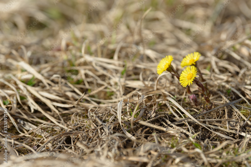 Coltsfoot or foalfoot medicinal wild herb. Farfara Tussilago plant growing in the field. Young flower used as medication ingredients. Meadow spring blooming grass. Group of beautiful yellow flowers. Coltsfoot or foalfoot medicinal wild herb. Farfara Tussilago plant growing in the field. Young flower used as medication ingredients. Meadow spring blooming grass. Group of beautiful yellow flowers.