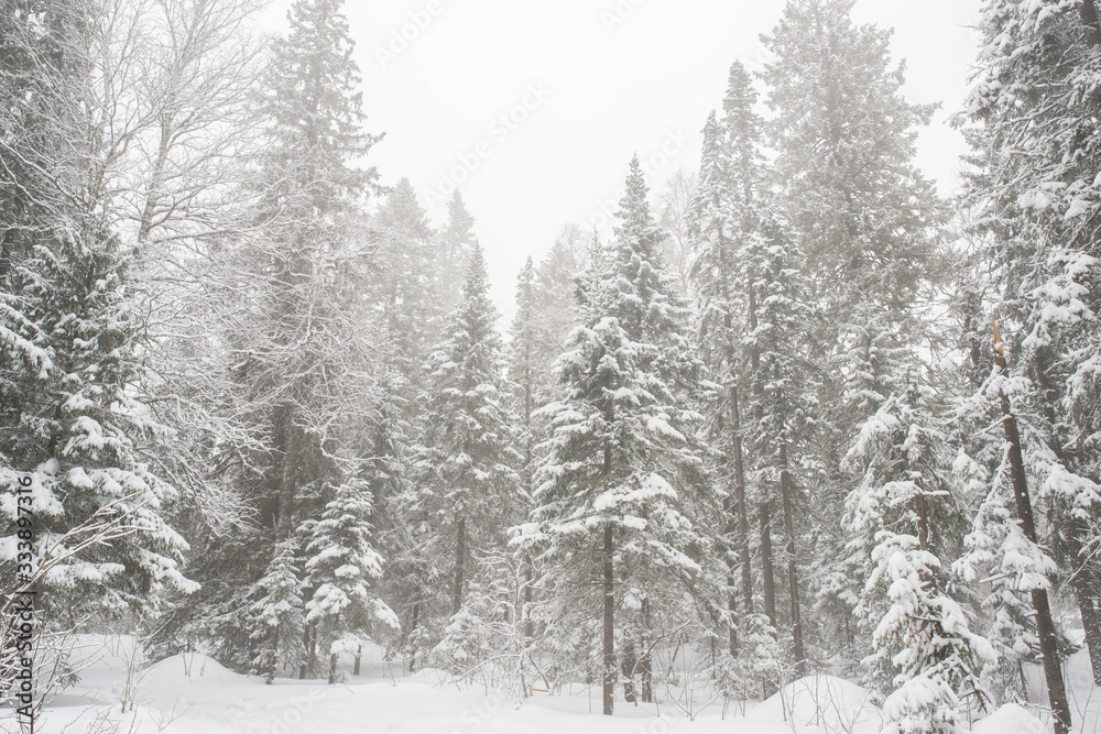 Fototapeta premium snow-covered, coniferous, white forest, after a night of snowfall and tourists walking with huge backpacks along the path winding among the firs