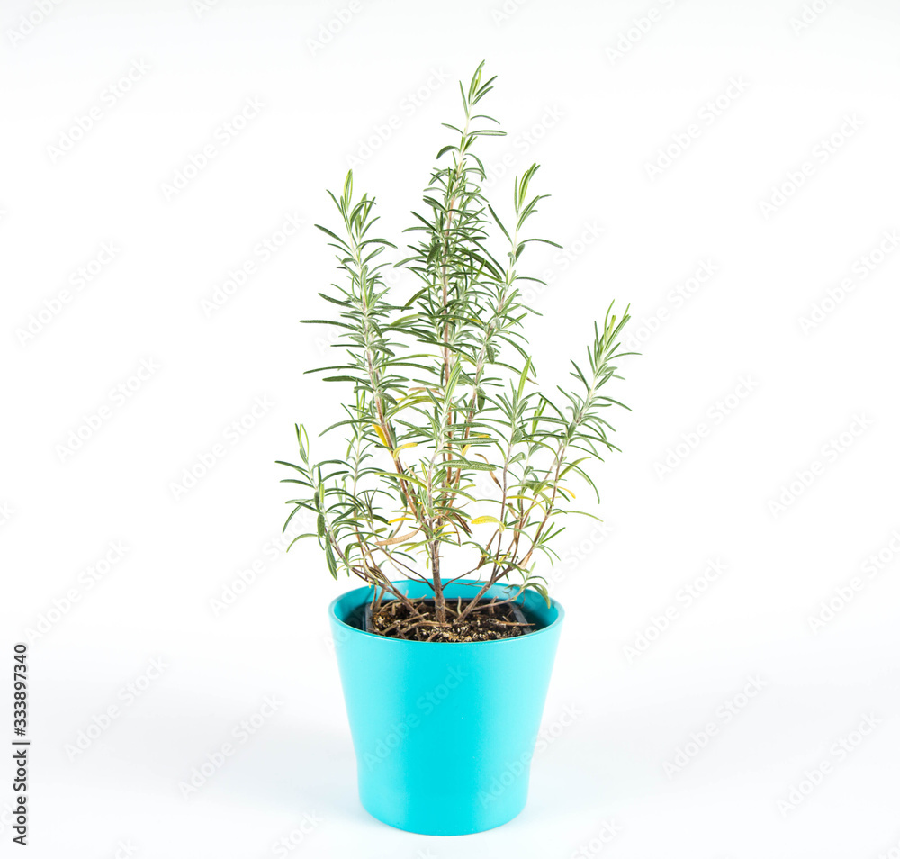 Rosemary (Salvia rosmarinus) plant in a pot on a white background Rosemary (Salvia rosmarinus) plant in a pot on a white background