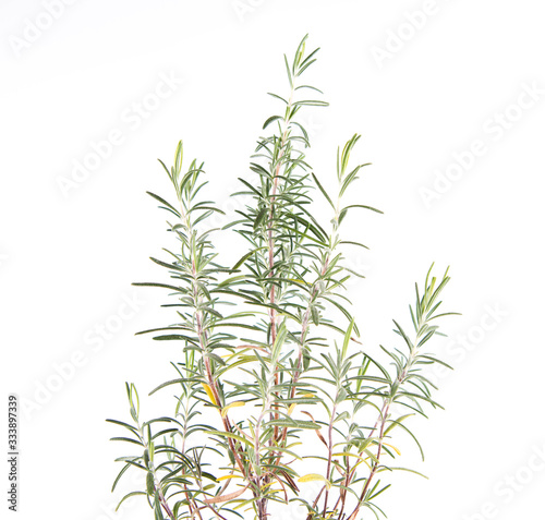 Rosemary (Salvia rosmarinus) plant on a white background © teine