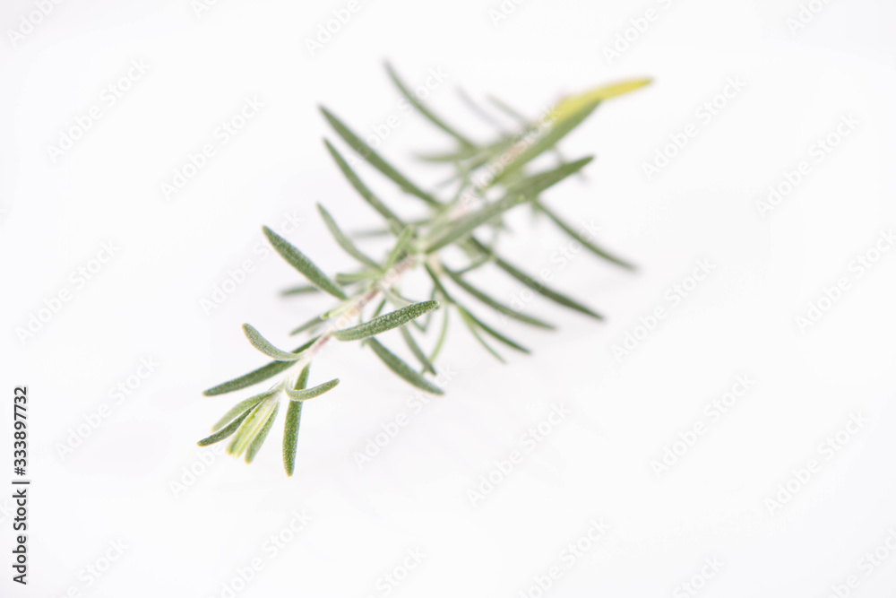 Rosemary (Salvia rosmarinus) twig on a white background Rosemary (Salvia rosmarinus) twig on a white background