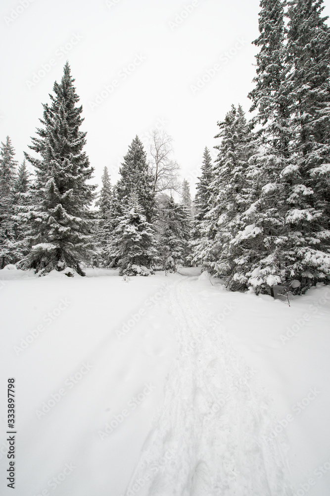 snow-covered, coniferous, white forest, after a night of snowfall and tourists walking with huge backpacks along the path winding among the firs snow-covered, coniferous, white forest, after a night of snowfall and tourists walking with huge backpacks along the path winding among the firs