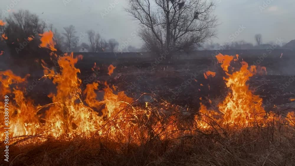 The fire destroys dry reed, grass and bushes against the background of flame and smoke. The fire destroys dry reed, grass and bushes against the background of flame and smoke.