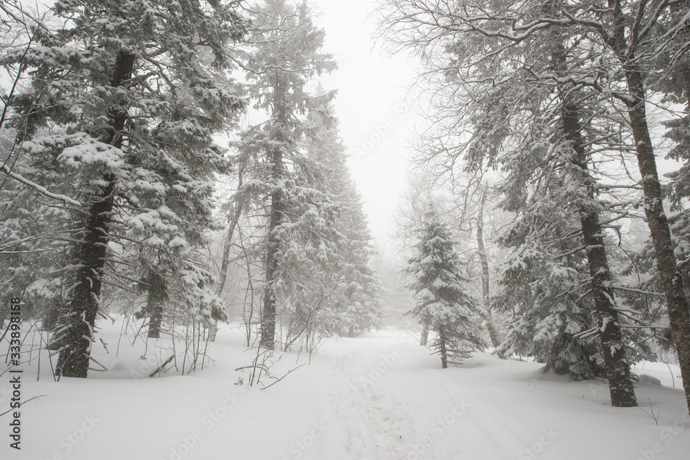 snow-covered, coniferous, white forest, after a night of snowfall and tourists walking with huge backpacks along the path winding among the firs