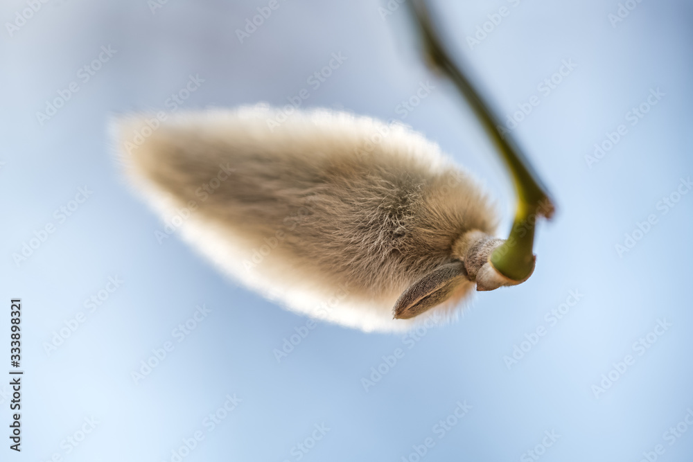 Magnolia flower bud in early spring. Tree branch with magnolia flower. The beginning of the flowering of magnolia. Magnolia tree in early spring with young flower buds. Magnolia flower bud in early spring. Tree branch with magnolia flower. The beginning of the flowering of magnolia. Magnolia tree in early spring with young flower buds.