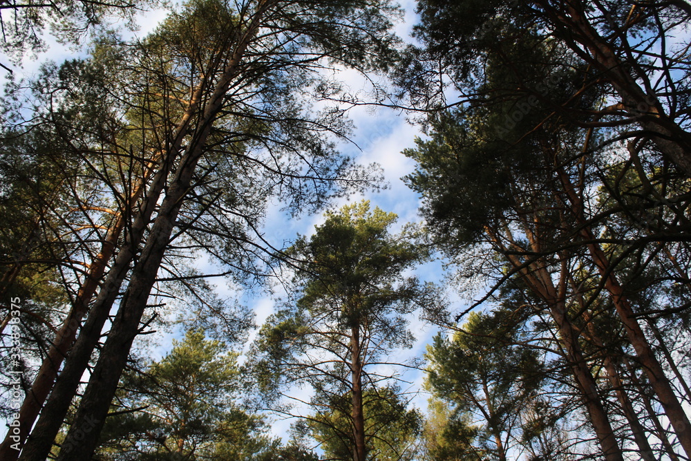 Fototapeta premium the tops of coniferous trees pines and blue sky