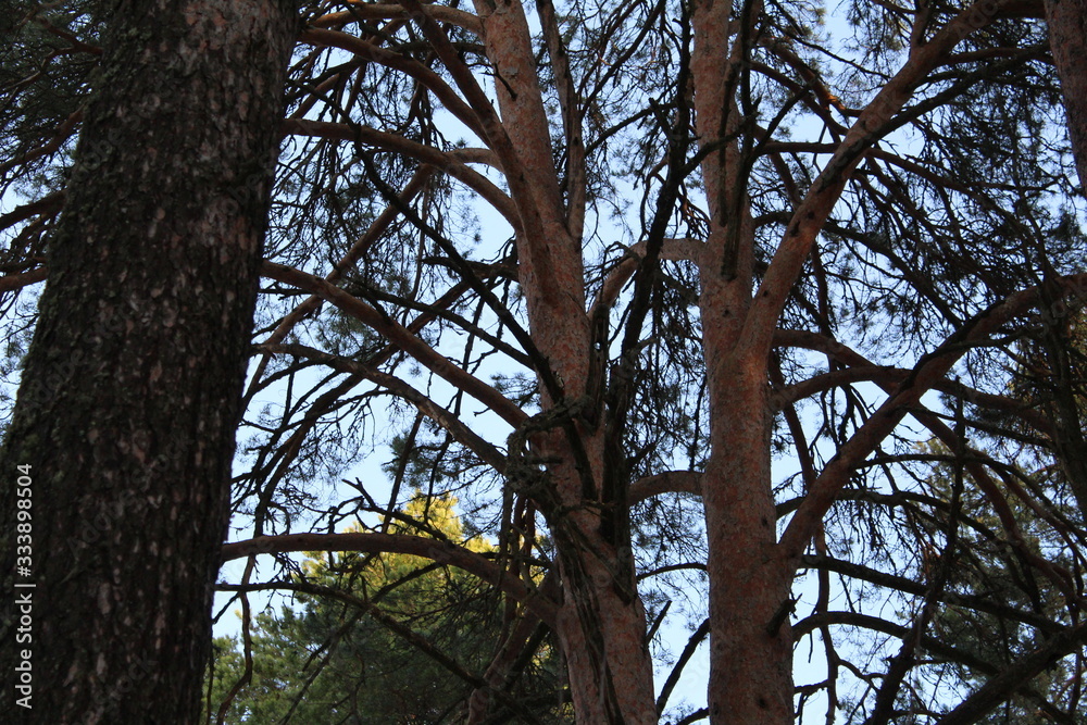 Fototapeta premium trunks of coniferous trees pines and blue sky