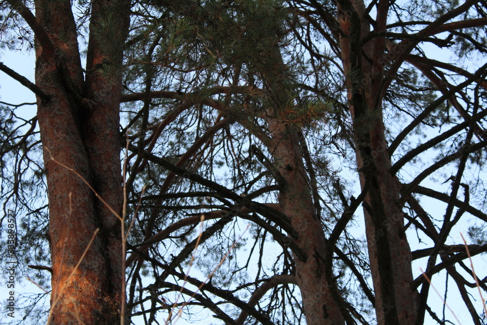Fototapeta premium trunks of coniferous trees pines and blue sky