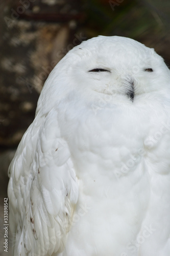 sleepy white owl