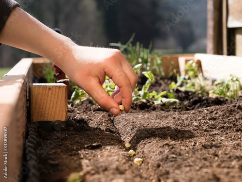 Fotografie farmer` boy holding organic seed in raised garden bed
