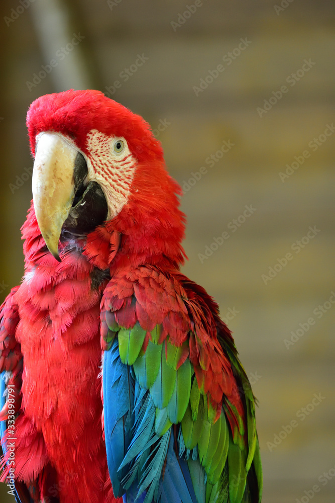 red macaw