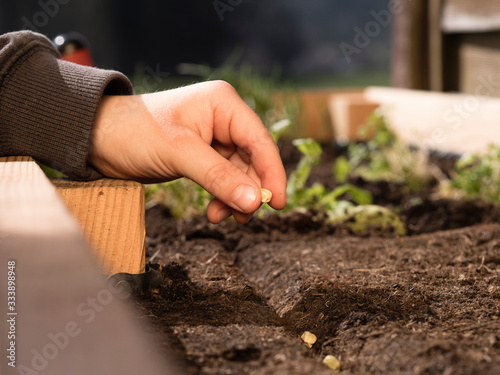 farmer planting seeds of peas in the vegetable garden