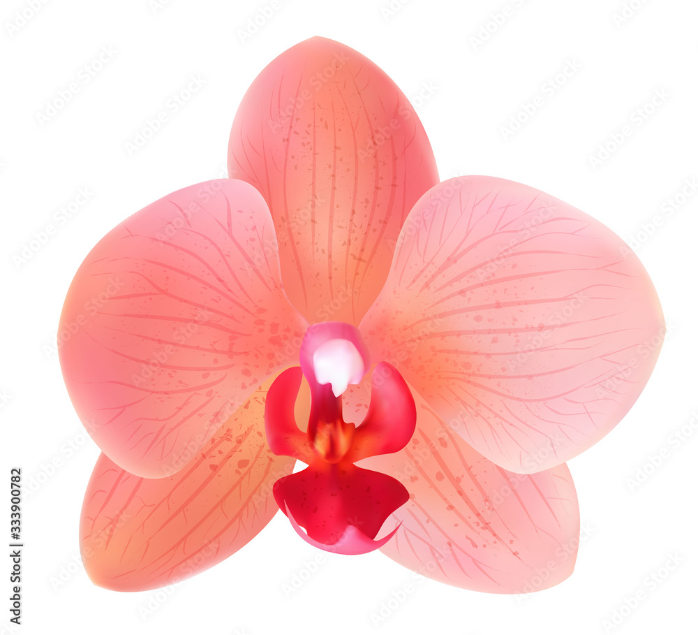 Fototapeta premium Beautiful peach pink flower - orchid phalaenopsis isolated. Red flower vector design illustration