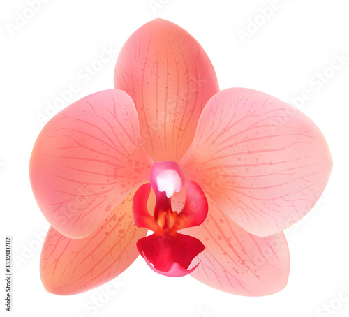 Beautiful peach pink flower - orchid phalaenopsis isolated. Red flower vector design illustration