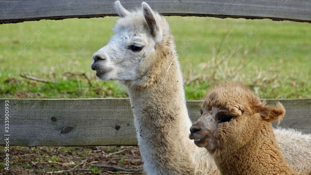 Obraz premium Alpaka, Lama Portrait