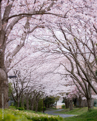 日本の桜並木