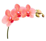Beautiful tropical branch of peach pink orchid phalaenopsis isolated on a white background. Red flowers detailed vector design illustration.