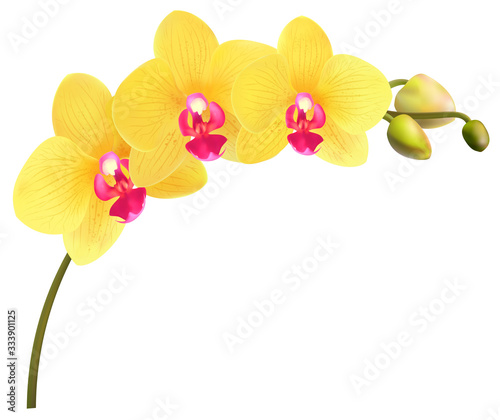 Beautiful tropical branch of yellow orchid phalaenopsis isolated on a white background. Flowers detailed vector design illustration