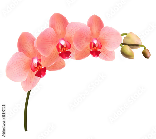 Beautiful tropical branch of peach pink orchid phalaenopsis isolated on a white background. Red flowers detailed vector design illustration.