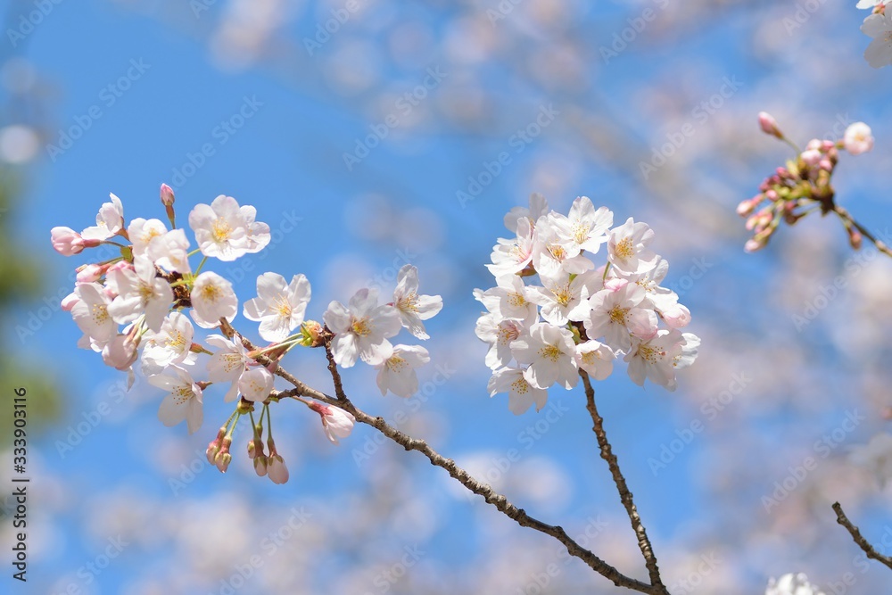 Landscape of White Cherry Blossom Trees Landscape of White Cherry Blossom Trees