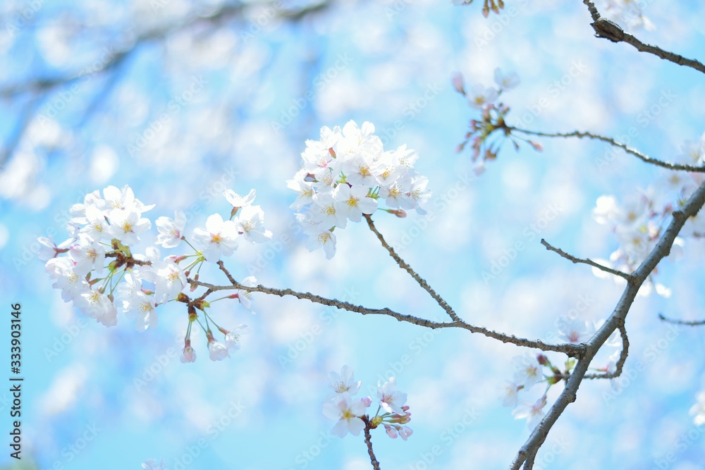Landscape of White Cherry Blossom Trees