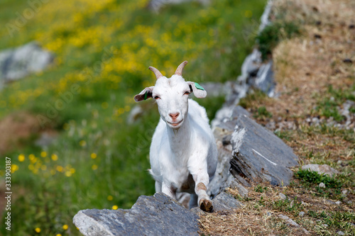 GEIRANGER  NORWAY - 2016 JUNY 13. Close-up white goat