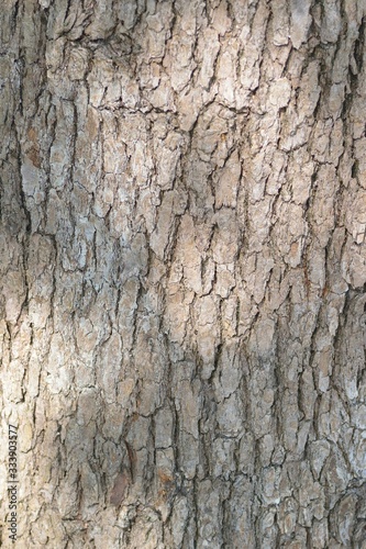 Background texture of Old tree trunk