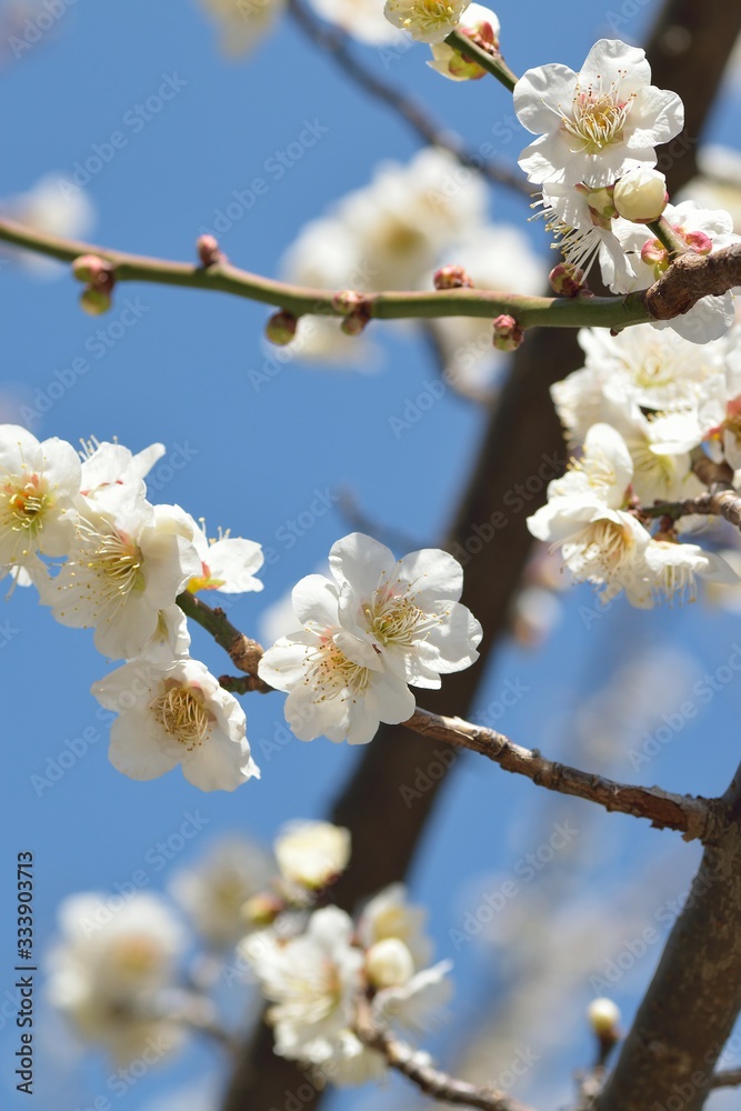 Macro details of Japanese White Plum blossom branches Macro details of Japanese White Plum blossom branches