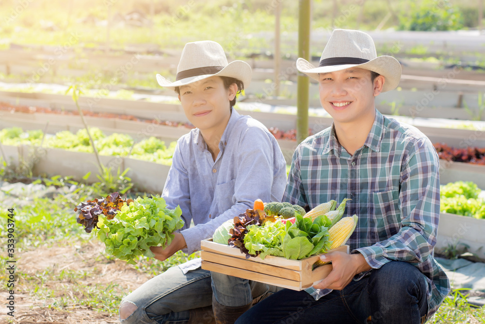 Beautiful portrait young two man harvest and picking up fresh organic vegetable garden in basket in the hydroponic farm, agriculture for healthy food and business entrepreneur concept.