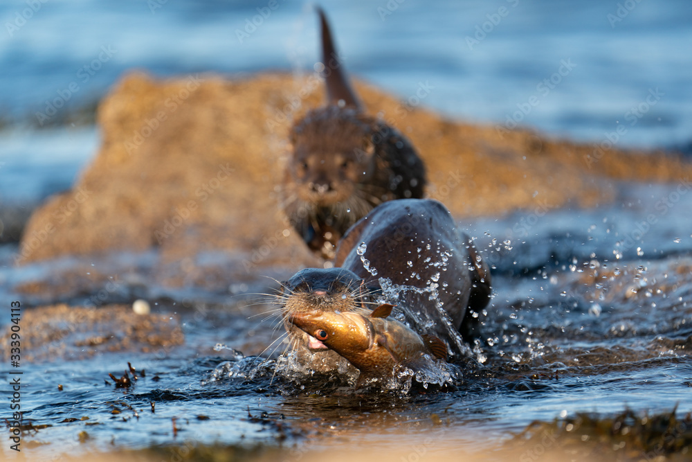Fototapeta premium Adult female European Otter ( Lutra lutra) rushing out of water towards camera with a large fish pursued by her cub