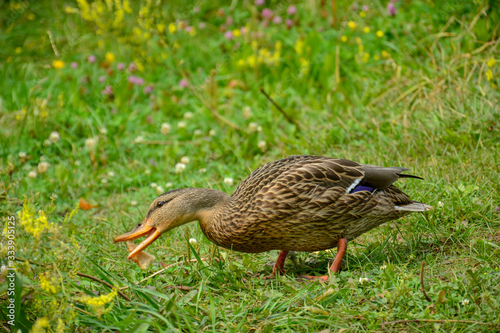 Duck eats bread by the river Duck eats bread by the river