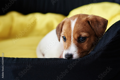 Sad jack russel terrier dog lies in the bed
