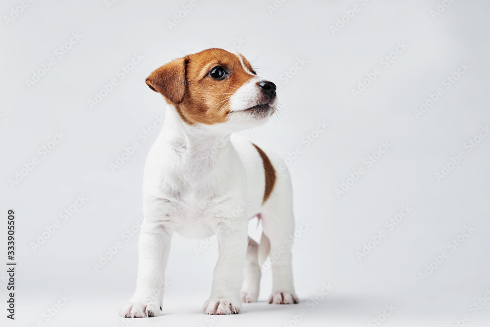 Jack russel terrier dog on white background