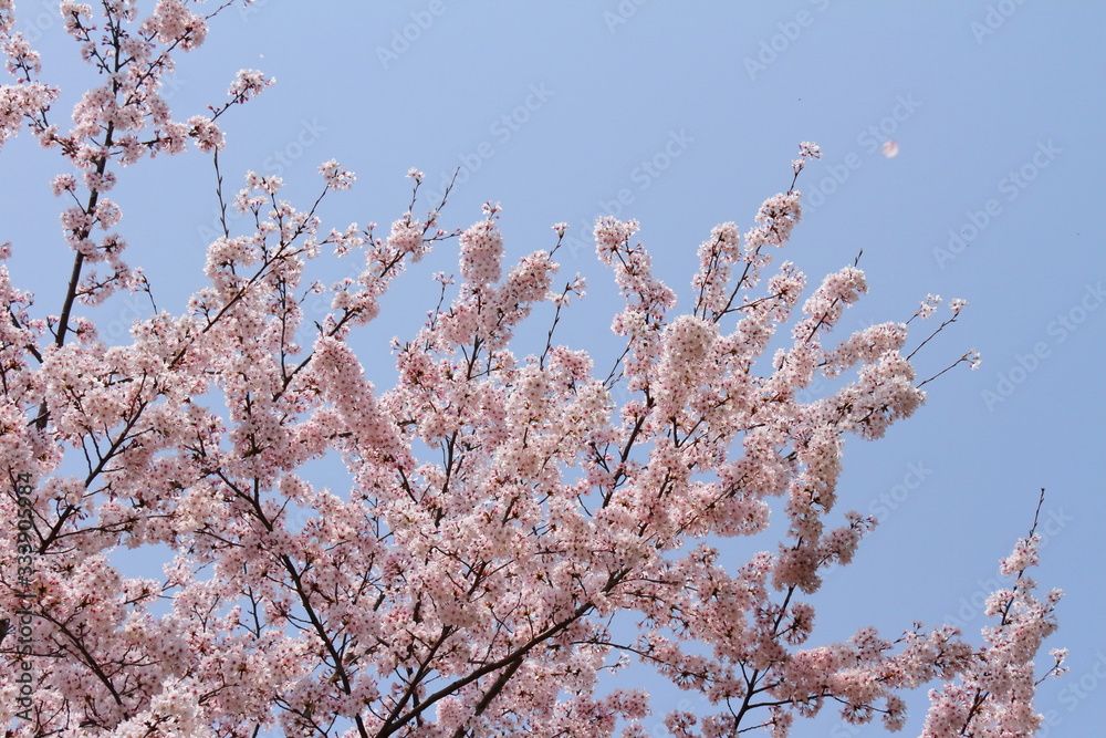 桜201 桜201