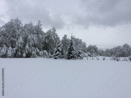 Wallpaper Mural winter mountain landscape with snowy trees and snow Torontodigital.ca