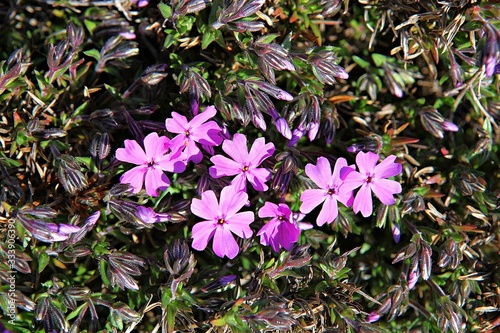 한국 인천시 남동구 인천대공원에핀 꽃 입니다